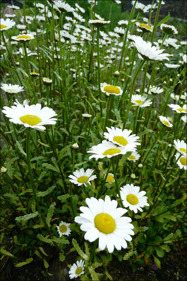 ox-eye daisy
